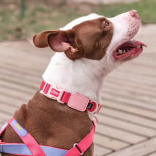 Coleira Dog Rosa e Violeta - Borracha Rosa
