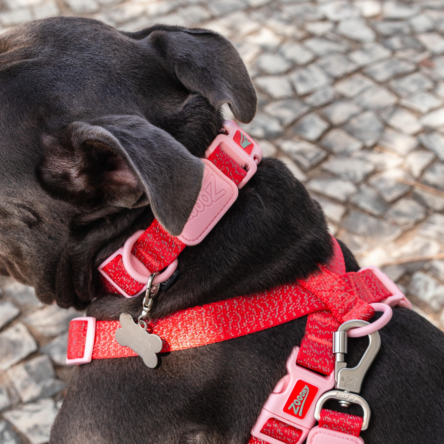 Coleira Dog Glow Walk Vermelha e Rosa