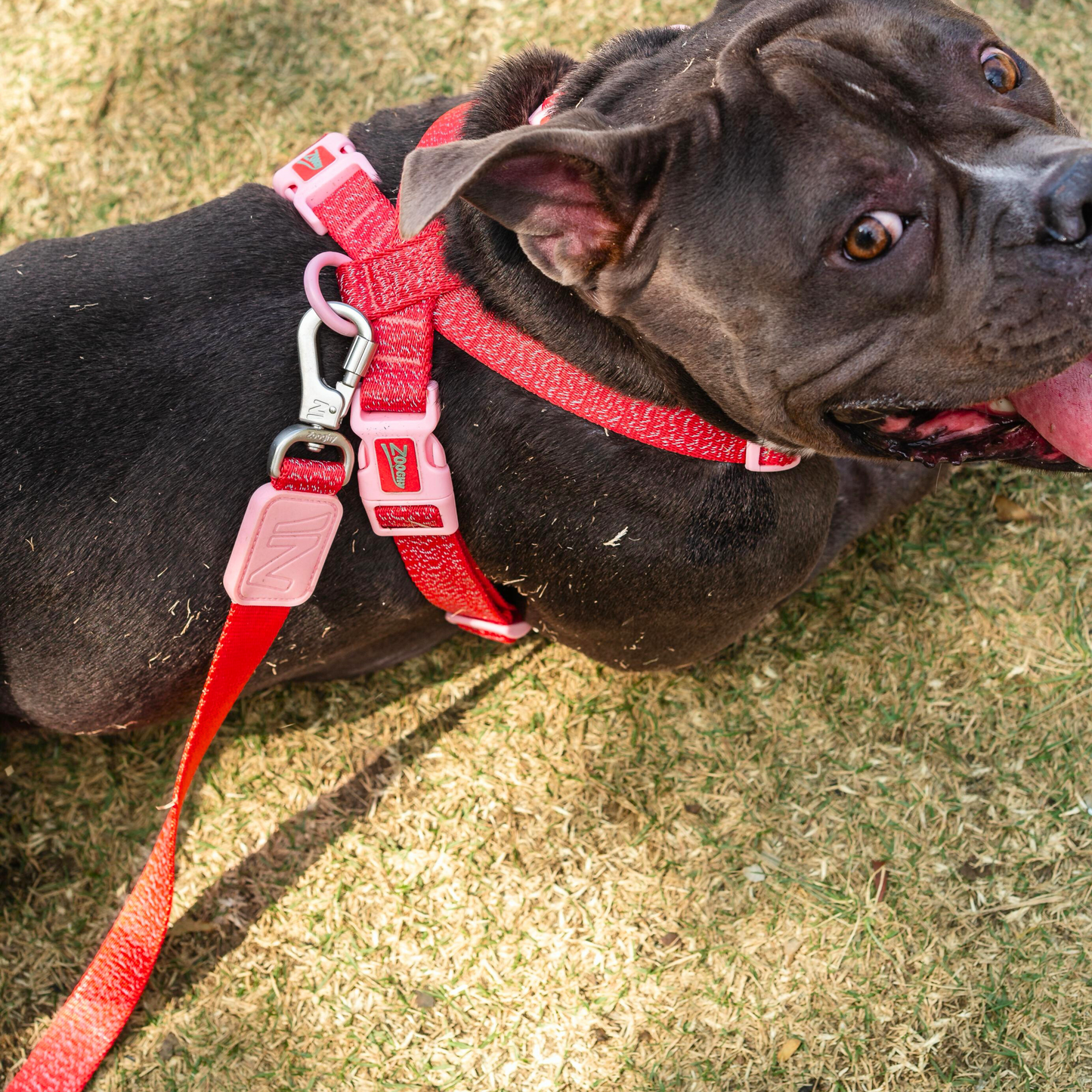 Guia Dog Glow Walk Vemelha e Rosa