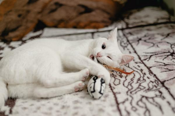 Brinquedos para Gatos