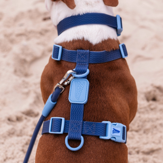 Correa de pecho azul Acqua Wave