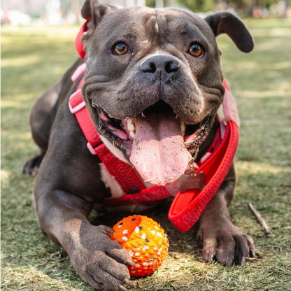 Brinquedo SqueakTennis