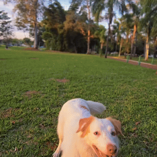 RingSniff Scented Toy